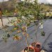 Kumquat (Citrus japonica) ´NAGAMI´ - výška 80-110 cm, kont. C7,5L